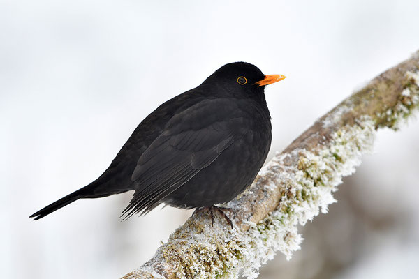 Amsel Männchen