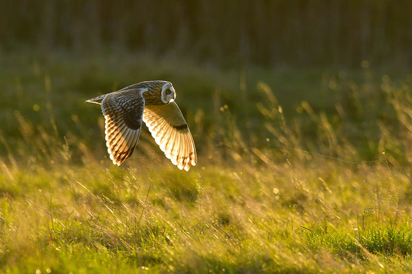 Sumpfohreule im Flug