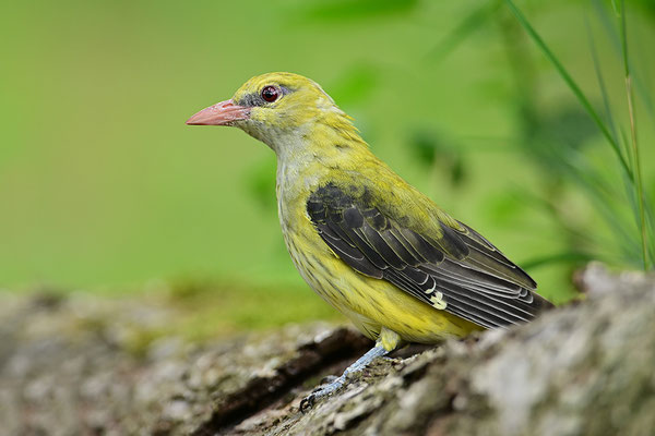 Pirol Weibchen