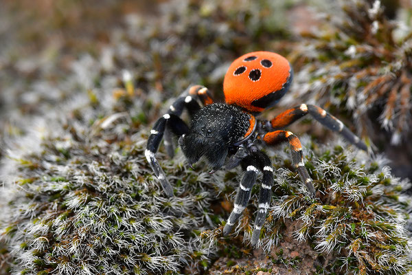 Rote Röhrenspinne, Männchen