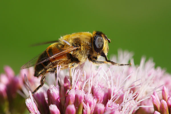 Schwebfliege