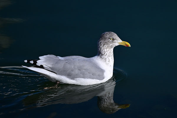 Silbermöwe