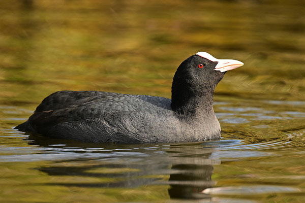 Blässralle 