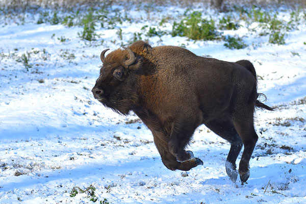 Wisent