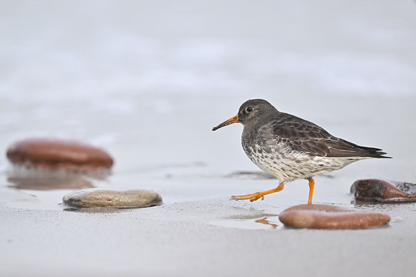 Meerstrandläufer