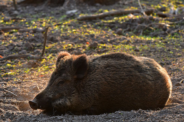 Wildschwein