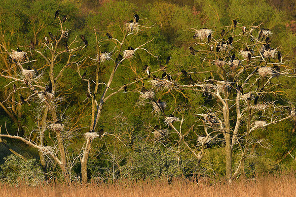 Kormoran Brutkolonie