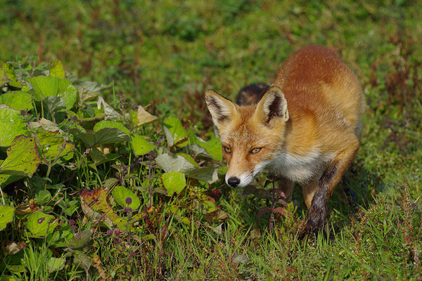 Fuchs