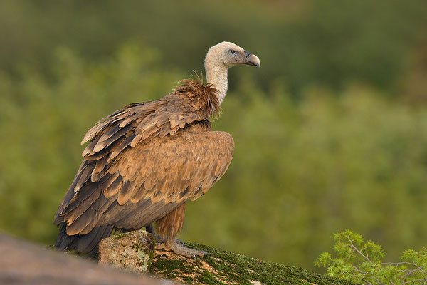 Gänsegeier