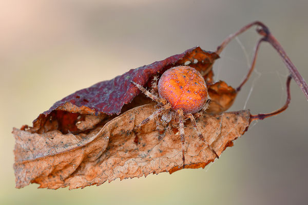 Erdbeerkreuzspinne