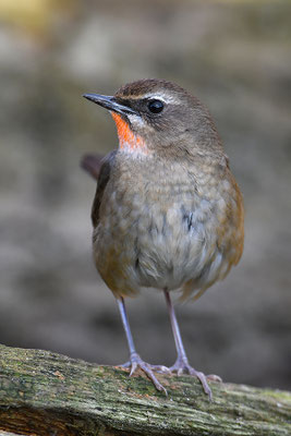 Rubinkehlchen