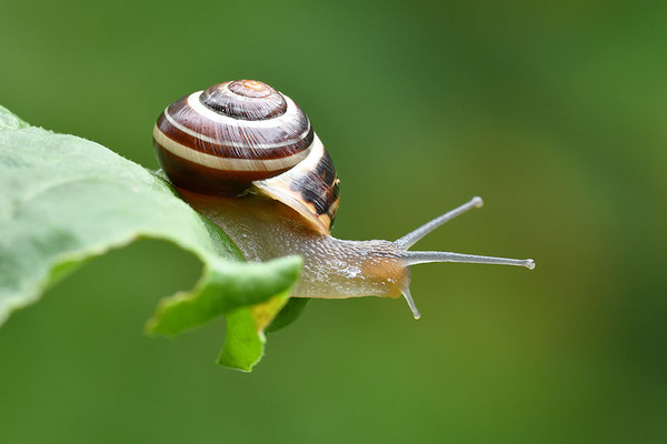 Garten-Bänderschnecke