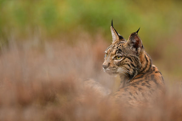Pardelluchs
