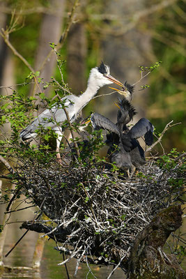 Graureiher am Nest mit Jungvögeln