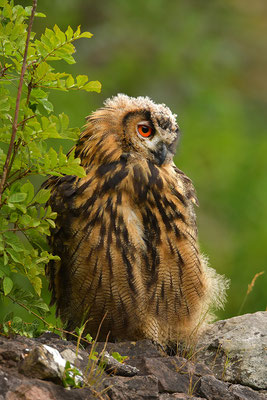 Uhu Jungvogel