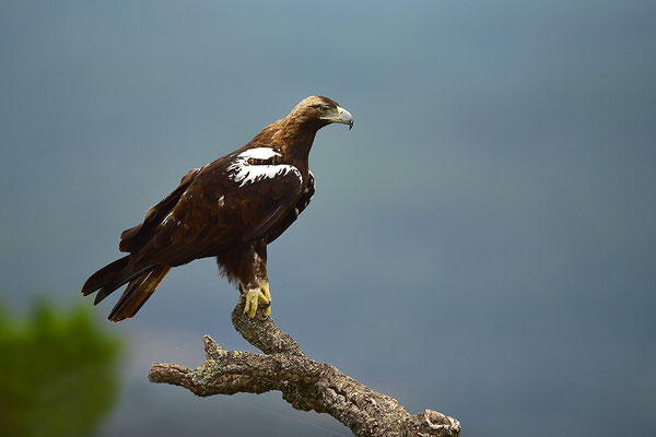 Kaiseradler
