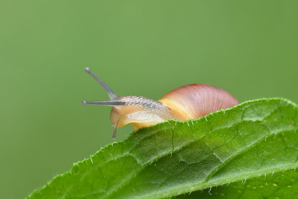 Garten-Bänderschnecke