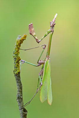 Empuse, Empusa fasciata