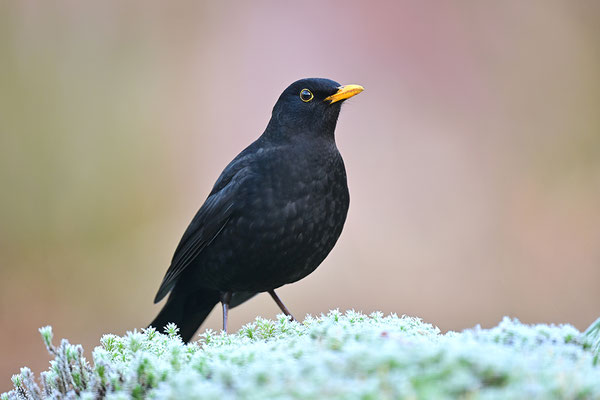 Amsel Männchen