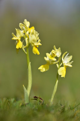 Wenigblütiges Knabenkraut