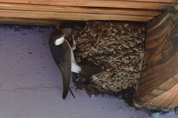Mehlschwalbe am Nest
