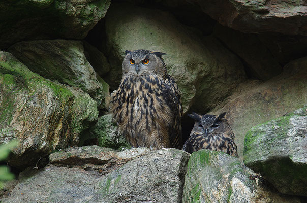 Uhu Paar, Nationalpark Bayrischer Wald Tierfreigelände Neuschönau