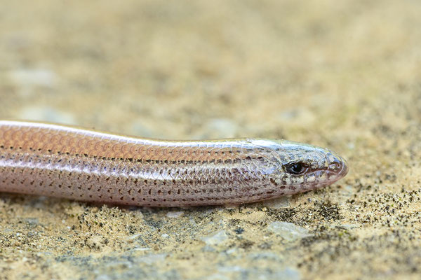 Gesprenkelter Schlangenskink