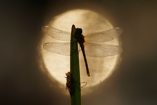 Heidelibelle vor dem Sonnenuntergang