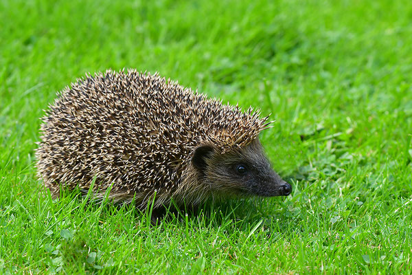 Igel