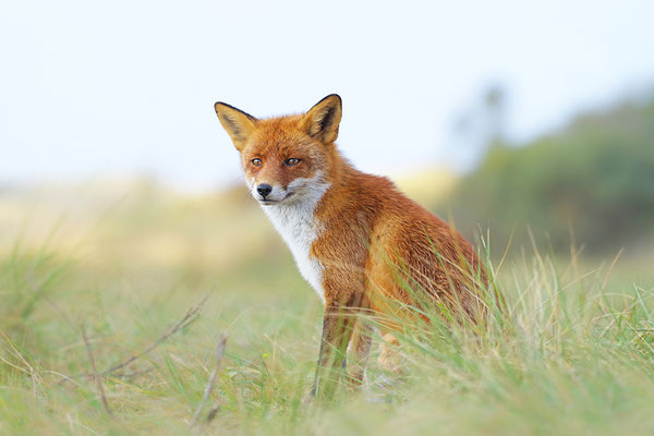 Fuchs