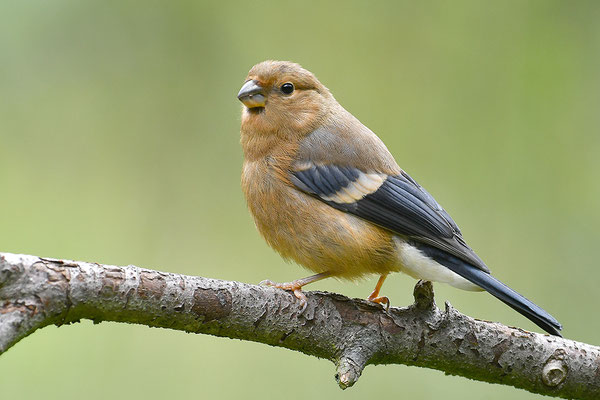 Dompfaff Jungvogel