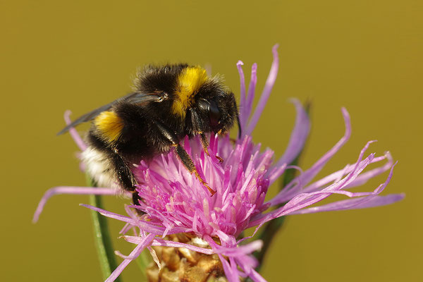 Wiesenhummel