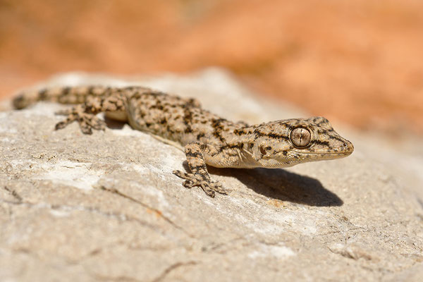 Mauergecko