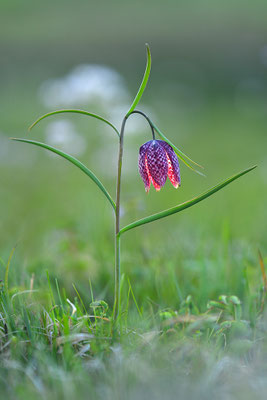 Schachbrettblume