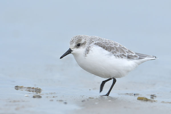 Sanderling