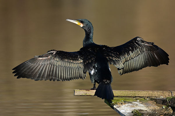 Kormoran