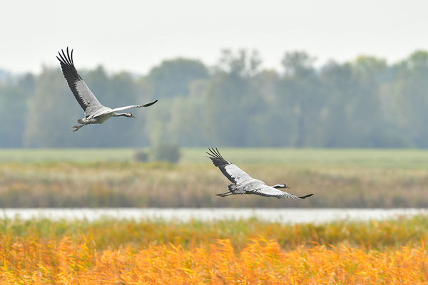 Kraniche im Flug