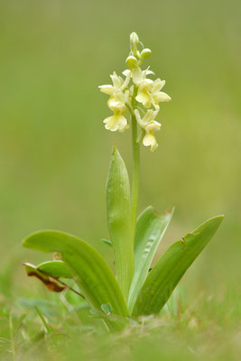 Blasses Knabenkraut