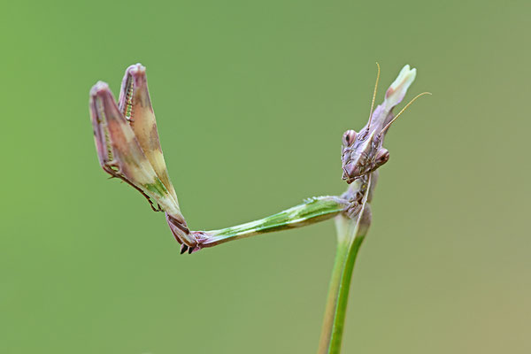 Empuse, Empusa fasciata (Kopfportrait)