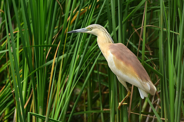 Rallenreiher