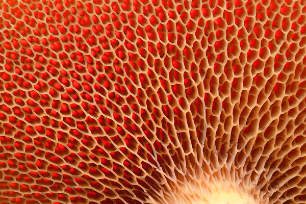 Orangeroter Lärchenröhrling, Detail Röhren