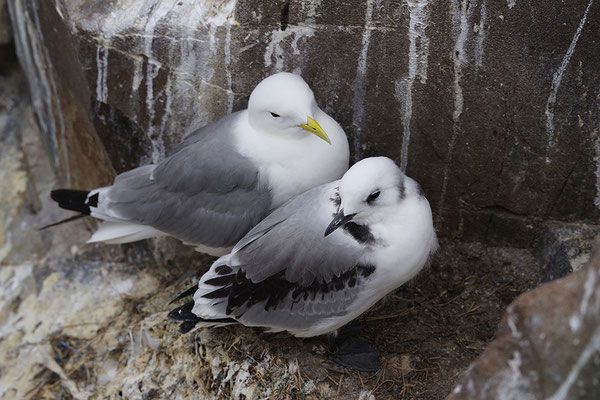 Dreizehenmöwe am Nest mit flüggem Jungvogel