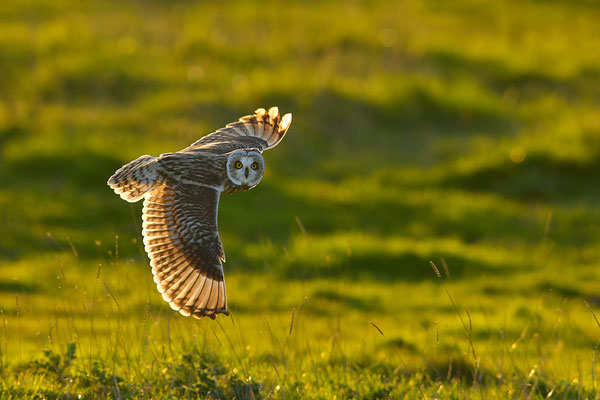 Sumpfohreule im Jagdflug
