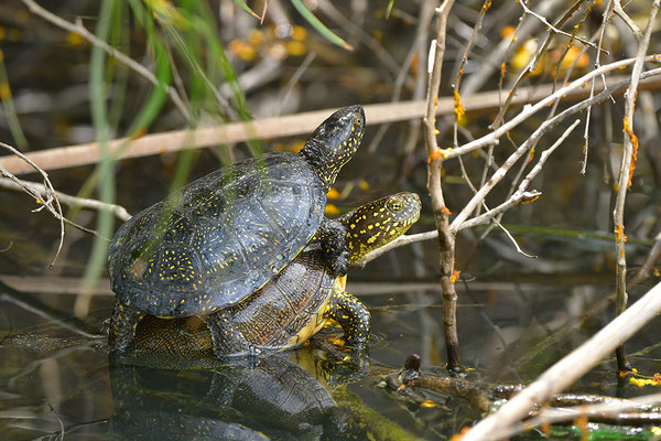 Europäische Sumpfschildkröte Paarung