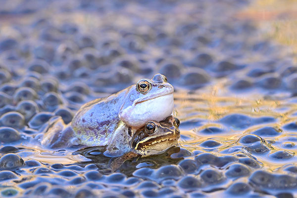 Moorfrosch Paar