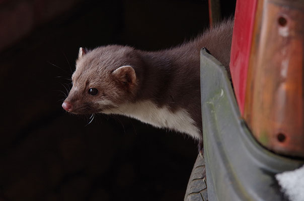 Steinmarder im Otterpark Hankensbüttel