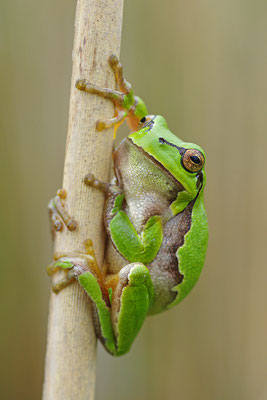 Laubfrosch