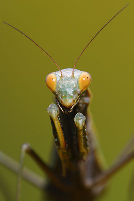 Kopfportrait