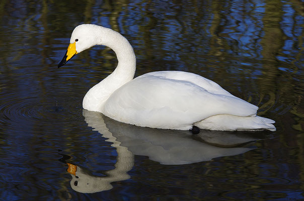 Singschwan