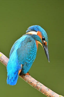 Eisvogel